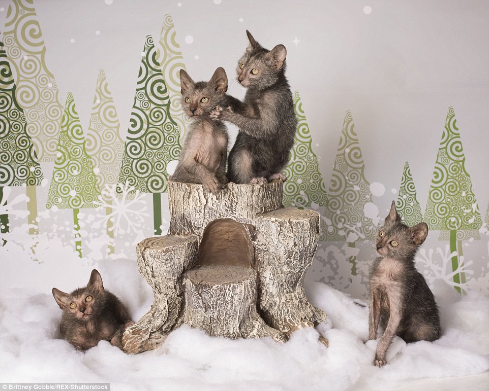 Страшного Різдва: фотосесія котів-перевертнів налякала інтернет  - фото 1
