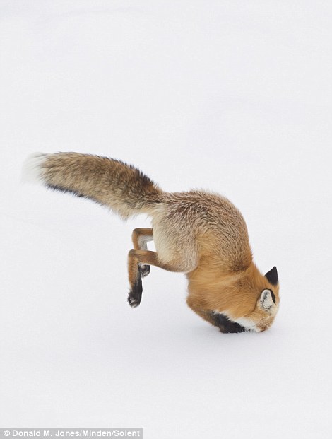 Як фантастично лиса полює на здобич у снігу  - фото 3