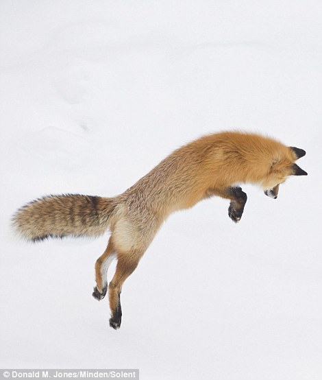 Як фантастично лиса полює на здобич у снігу  - фото 1