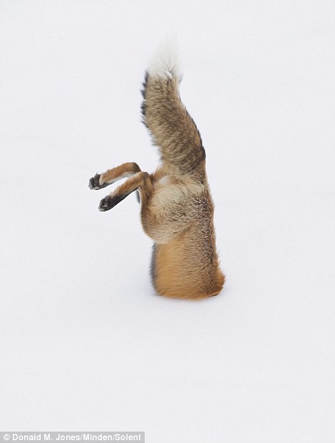 Як фантастично лиса полює на здобич у снігу  - фото 4