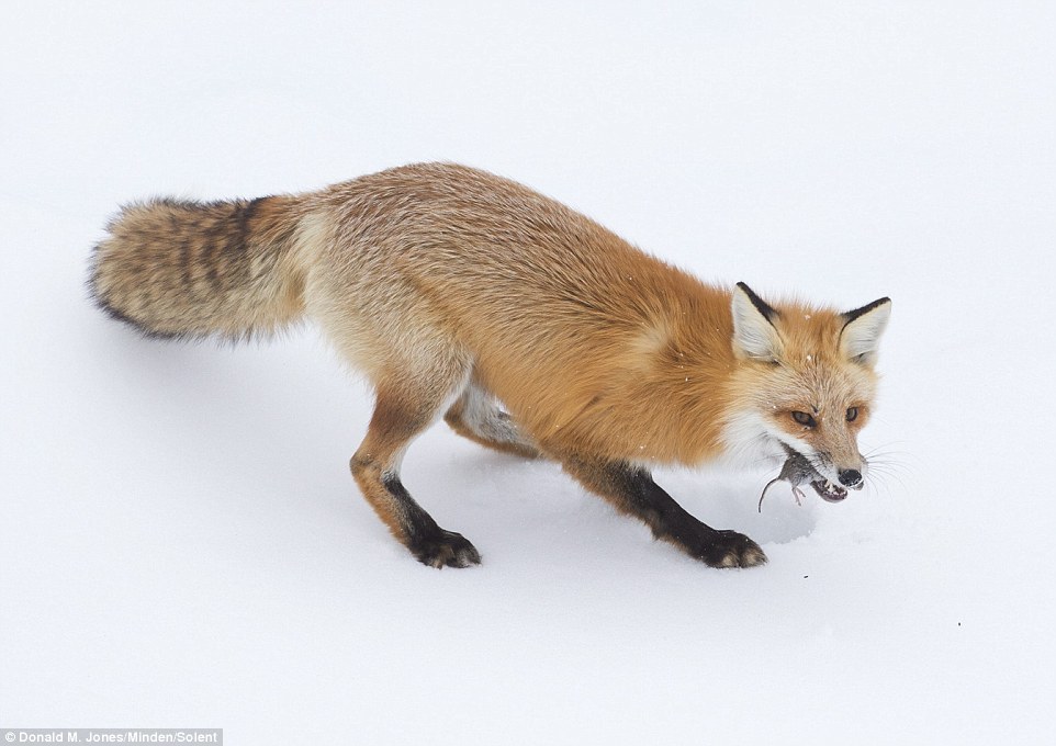 Як фантастично лиса полює на здобич у снігу  - фото 5
