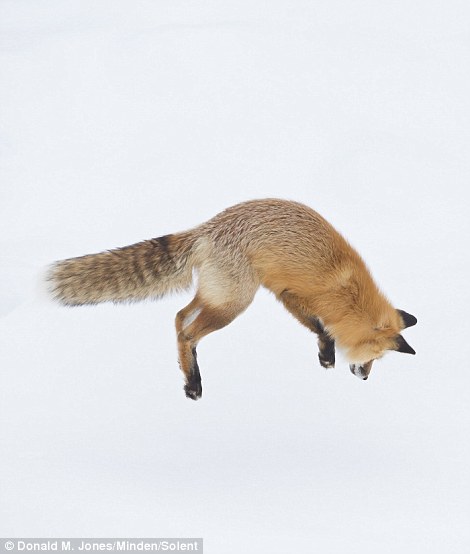 Як фантастично лиса полює на здобич у снігу  - фото 2