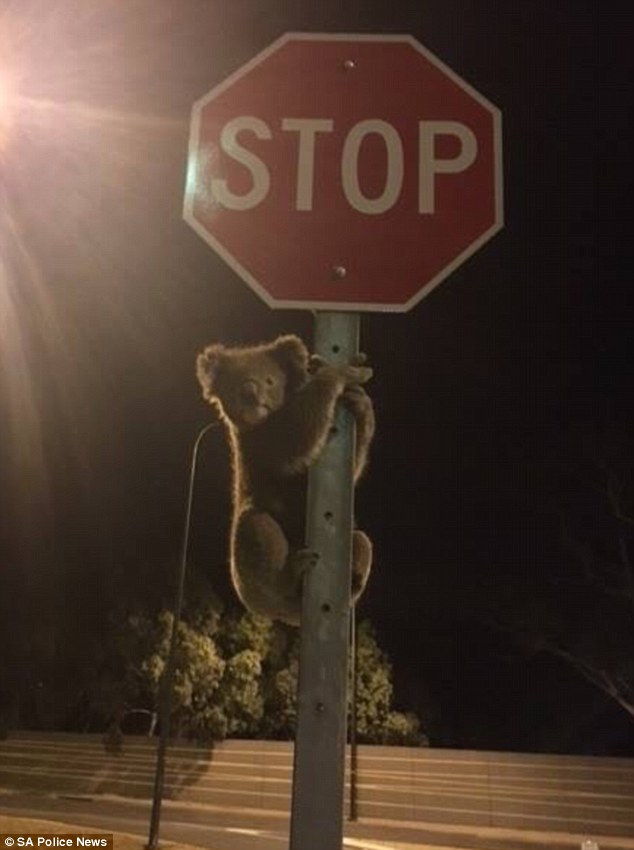 Як загублена коала зупинила рух на дорозі, переплутавши знак із деревом  - фото 1