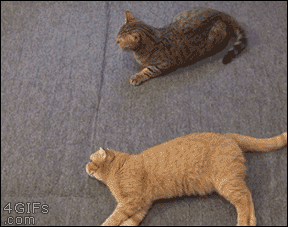 Коти розважаються: ТОП-10 приколів - фото 1