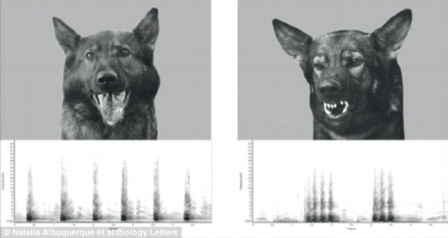 Вчені довели, що собаки вміють розпізнавати людські емоції  - фото 2