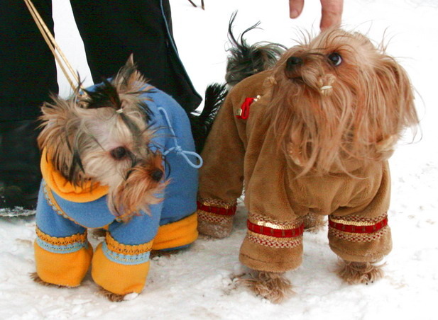 Холод собачий: ТОП-20 собак у зимовому одязі - фото 7