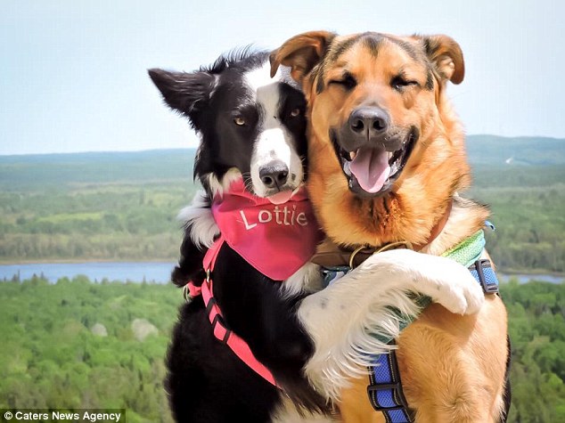 Як двоє собак не можуть припинити обійматися  - фото 1