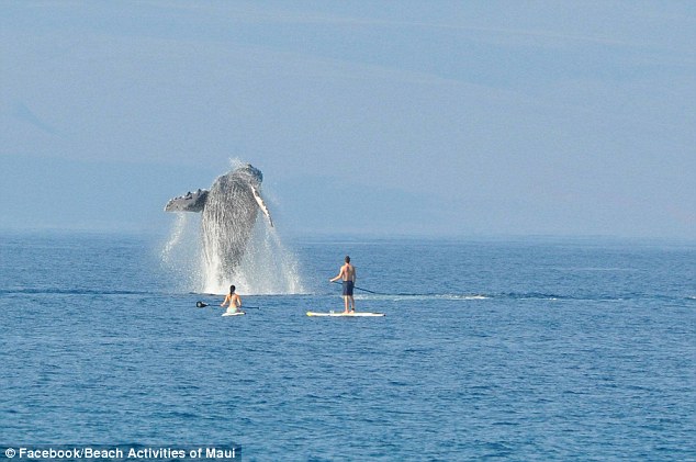 Як горбаті кити на Гаваях вітали відпочивальників  - фото 2