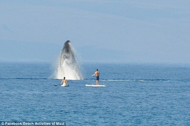 Як горбаті кити на Гаваях вітали відпочивальників  - фото 1