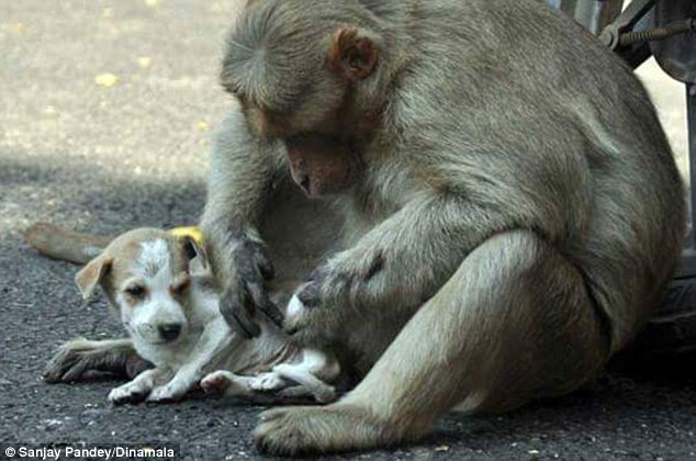 Мавпа, яка всиновила цуценя, стала улюбленицею соцмереж в Індії - фото 3
