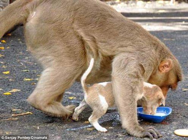 Мавпа, яка всиновила цуценя, стала улюбленицею соцмереж в Індії - фото 4