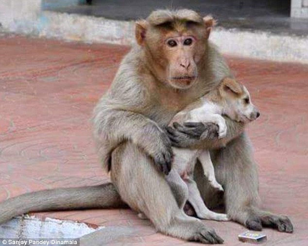 Мавпа, яка всиновила цуценя, стала улюбленицею соцмереж в Індії - фото 5