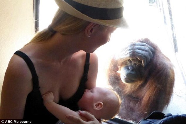 Як орангутанг похвалив жінку, яка годувала груддю немовля  - фото 1
