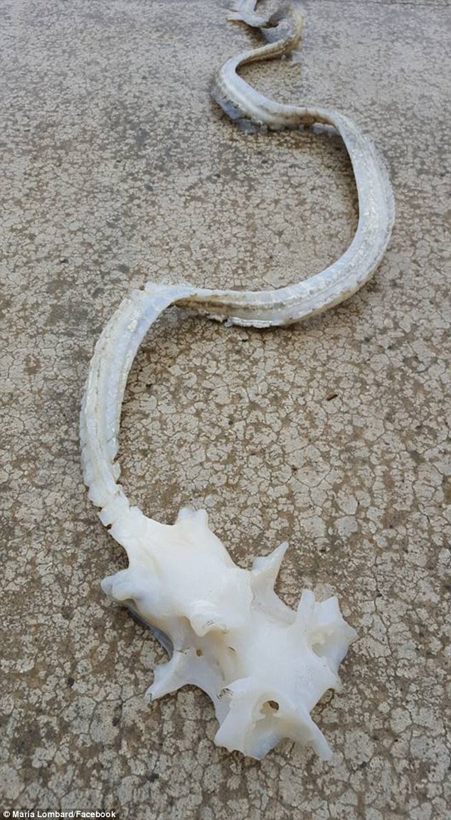 Як жінка знайшла на пляжі моторошний хребет невідомої тварини - фото 1