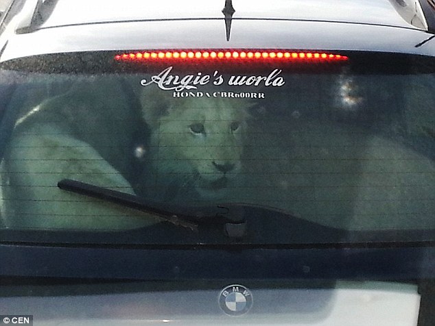 Як чеський водій перевозив в авто двох білих левів  - фото 2