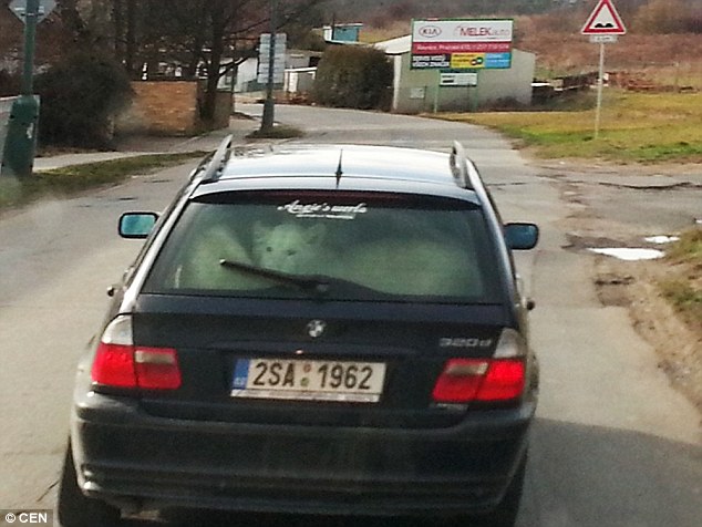 Як чеський водій перевозив в авто двох білих левів  - фото 1