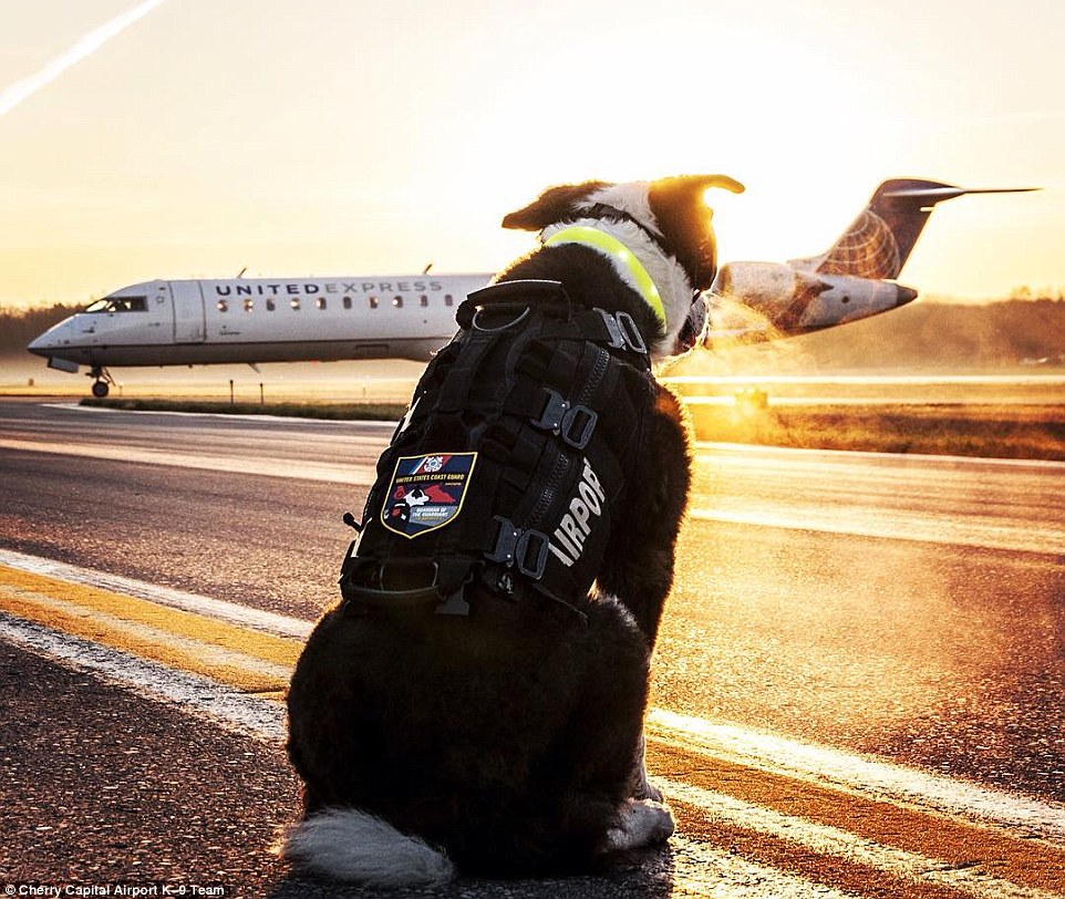 Як собака працює в аеропорту на злітній смузі  - фото 1