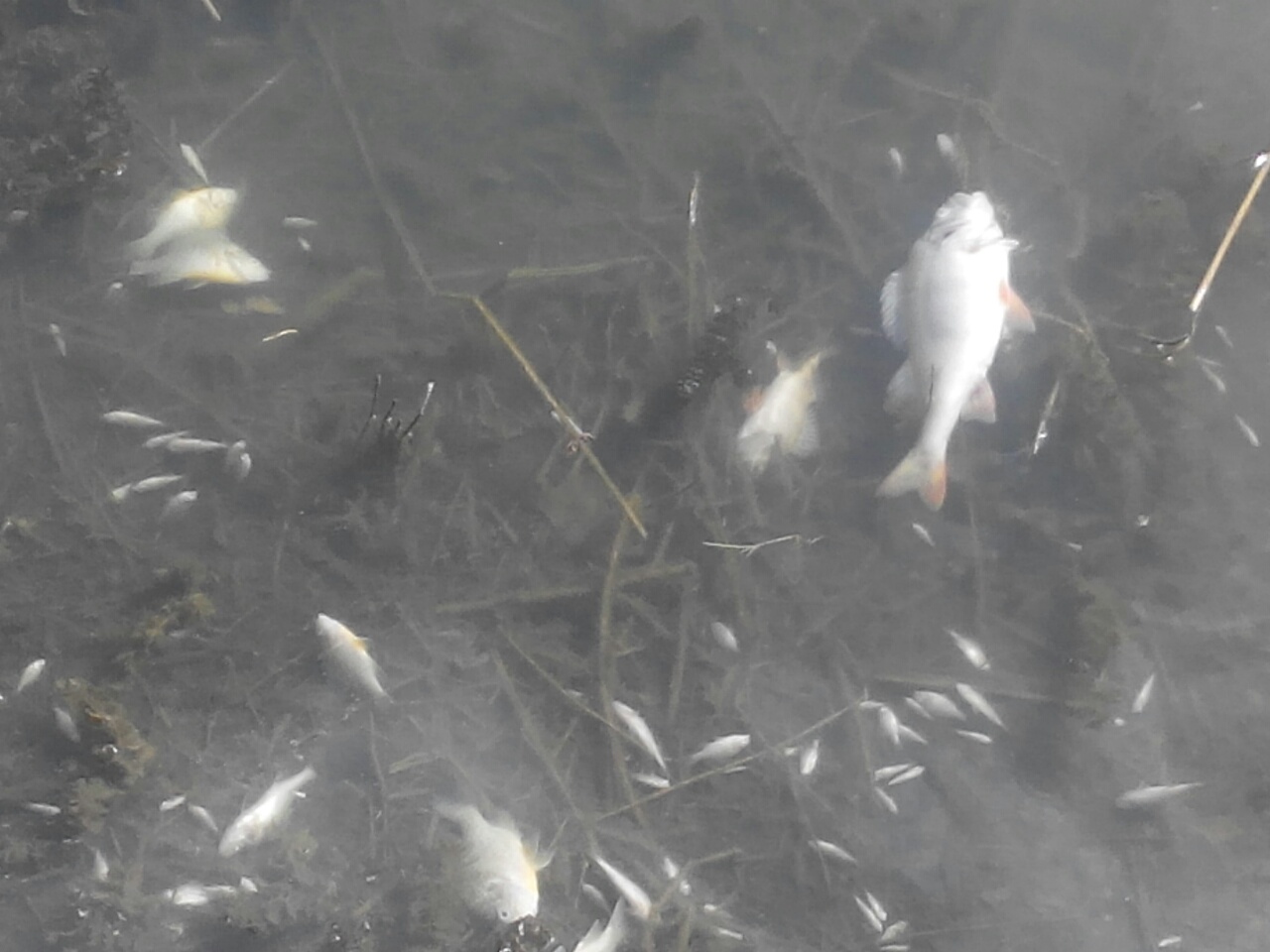 Мор риби на Миколаївщині: на водосховищі загинуло півмільйона мальків - фото 4