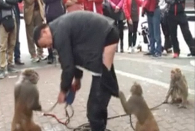 Мавпа зняла штани з дресирувальника під час вуличної вистави - фото 2