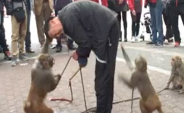 Мавпа зняла штани з дресирувальника під час вуличної вистави - фото 1