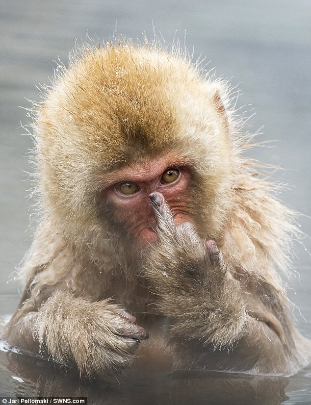 Як зла мавпа показала середній палець набридливому фотографу  - фото 1