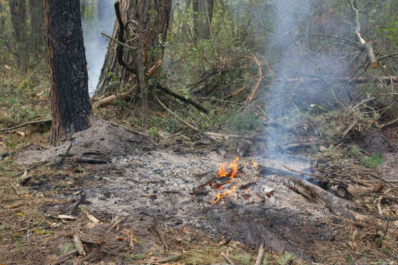 Активісти заявляють про варварську вирубку дерев у Святошинському лісі  - фото 4