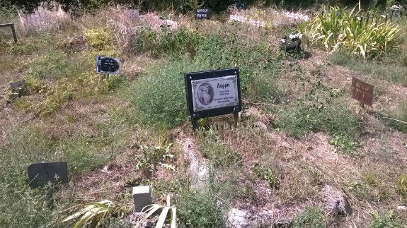 Як чиновники Києва створили привид кладовища для тварин  - фото 2