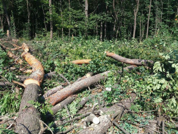 Перший раунд: киянам вдалося відбити урочище "Бичок" від чергової вирубки дерев - фото 5
