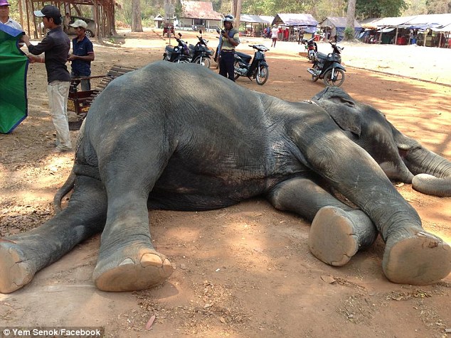 У Камбоджі слон впав замертво через велику кількість туристів  - фото 1