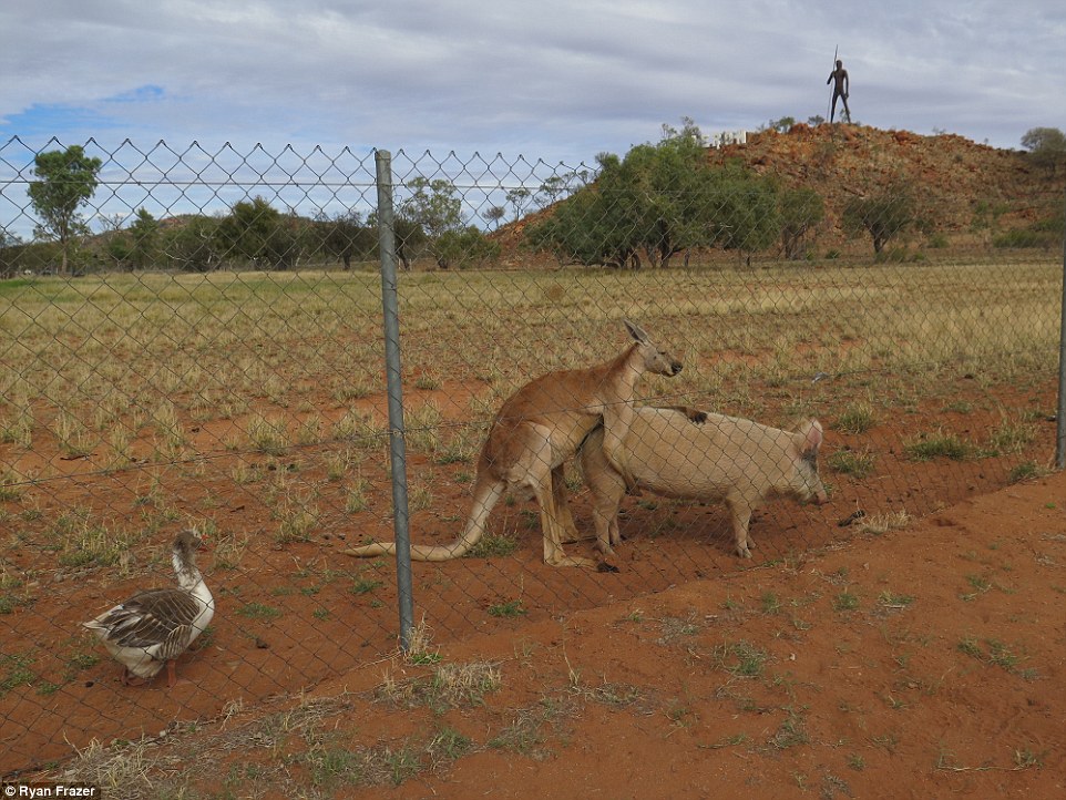 Австралієць знайшов кенгуру, який перчив свиню і гусака-наглядача - фото 2