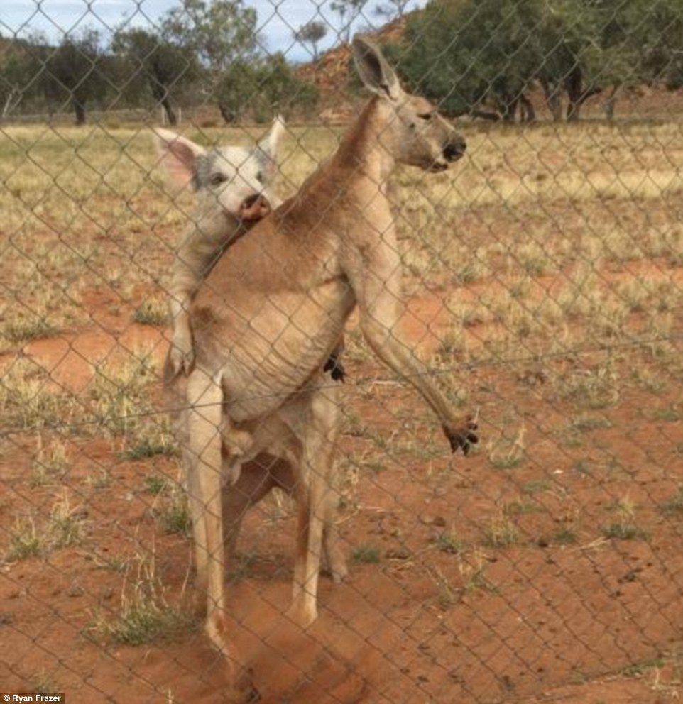 Австралієць знайшов кенгуру, який перчив свиню і гусака-наглядача - фото 3