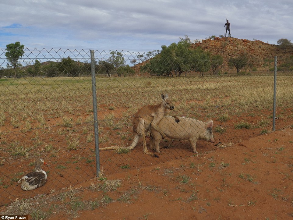 Австралієць знайшов кенгуру, який перчив свиню і гусака-наглядача - фото 1