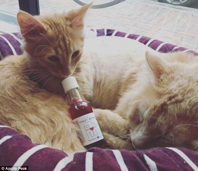 Вино для котиків: у продажу з'явилося Піно Мяу та МусКІТо - фото 1