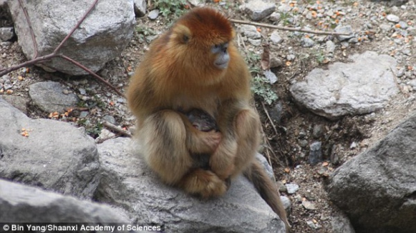 Як самці мавп приймають пологи у своїх дружин - фото 2