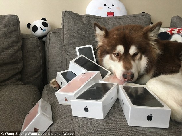 Китаєць подарував собаці вісім iPhone7 - фото 2