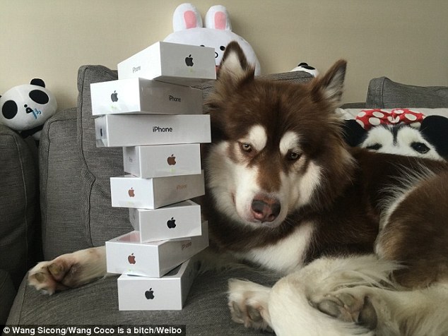 Китаєць подарував собаці вісім iPhone7 - фото 1