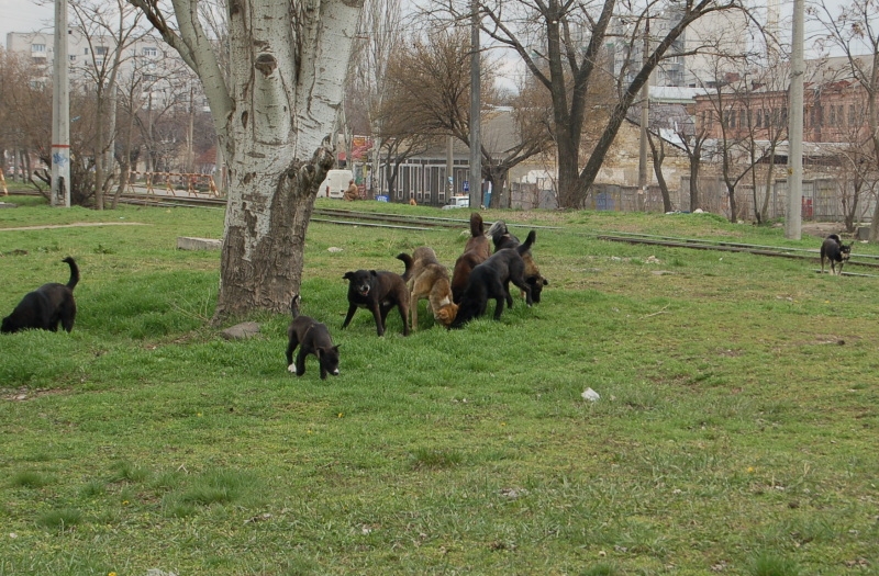 Чому Миколаїв перетворився на рай для диких собак та пекло для людей - фото 4