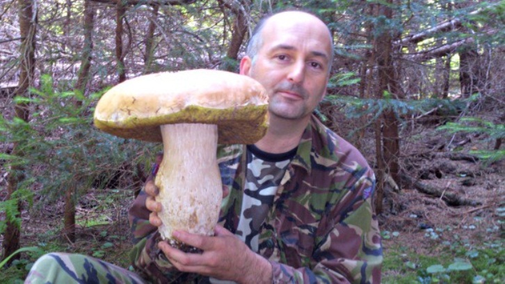 Кселарія, квочка, мухомор Цезаря: Що ви ще не знаєте про карпатські гриби  - фото 8