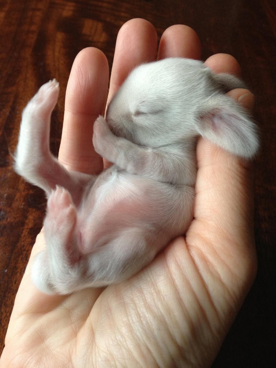 ТОП-13 крихітних новонароджених тваринок, які вміщуються на долонях  - фото 12