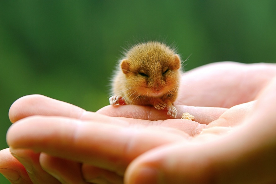 ТОП-13 крихітних новонароджених тваринок, які вміщуються на долонях  - фото 7