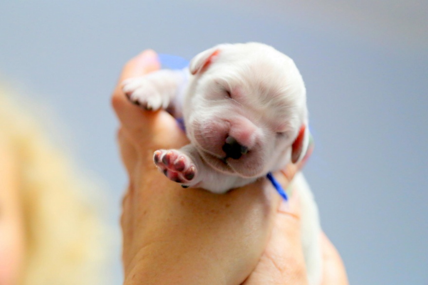 ТОП-13 крихітних новонароджених тваринок, які вміщуються на долонях  - фото 6