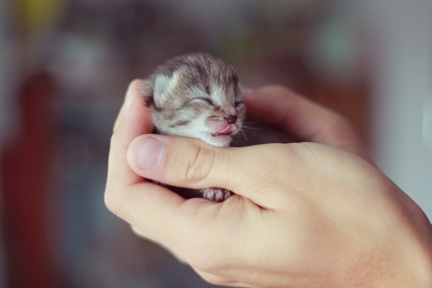 ТОП-13 крихітних новонароджених тваринок, які вміщуються на долонях  - фото 2