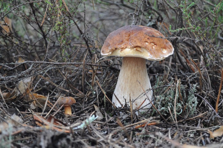 Кселарія, квочка, мухомор Цезаря: Що ви ще не знаєте про карпатські гриби  - фото 1
