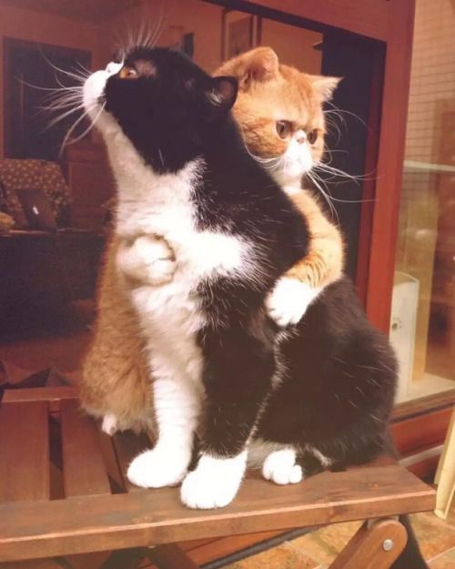 Пухнаста любов: Як коти готуються до Дня закоханих  - фото 9