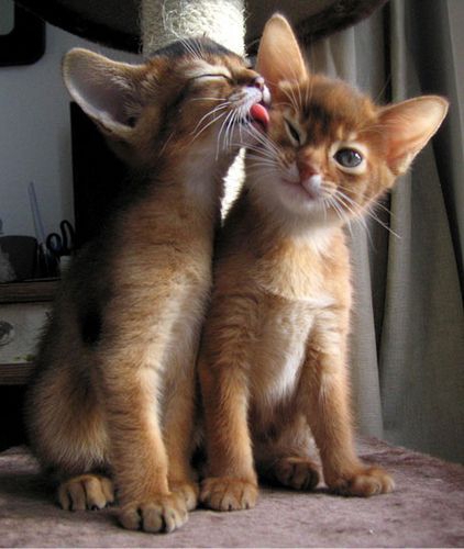 Пухнаста любов: Як коти готуються до Дня закоханих  - фото 11