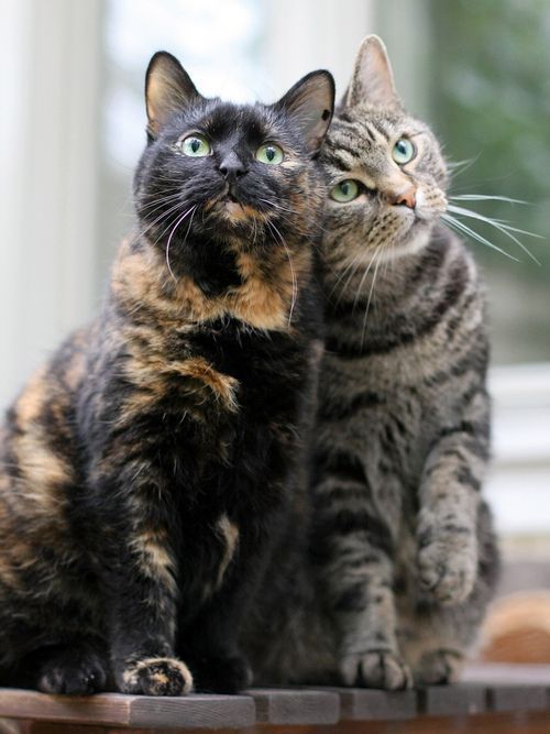 Пухнаста любов: Як коти готуються до Дня закоханих  - фото 12