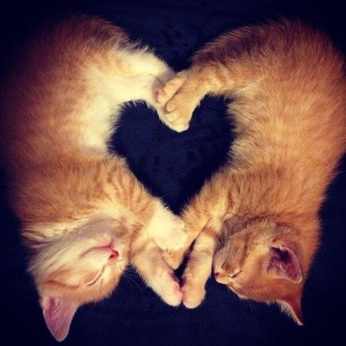 Пухнаста любов: Як коти готуються до Дня закоханих  - фото 1