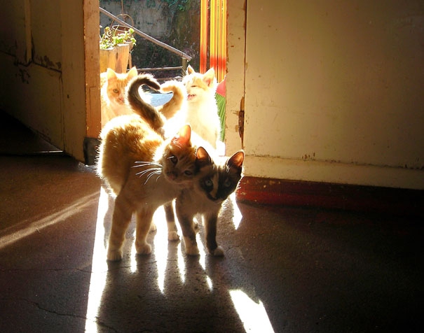 Пухнаста любов: Як коти готуються до Дня закоханих  - фото 13
