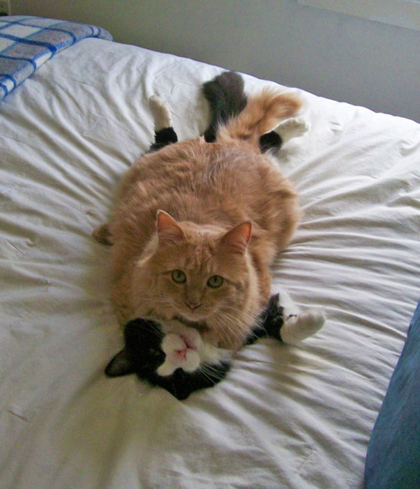 Пухнаста любов: Як коти готуються до Дня закоханих  - фото 3