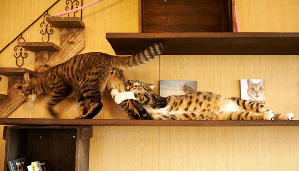 Пухнаста любов: Як коти готуються до Дня закоханих  - фото 4